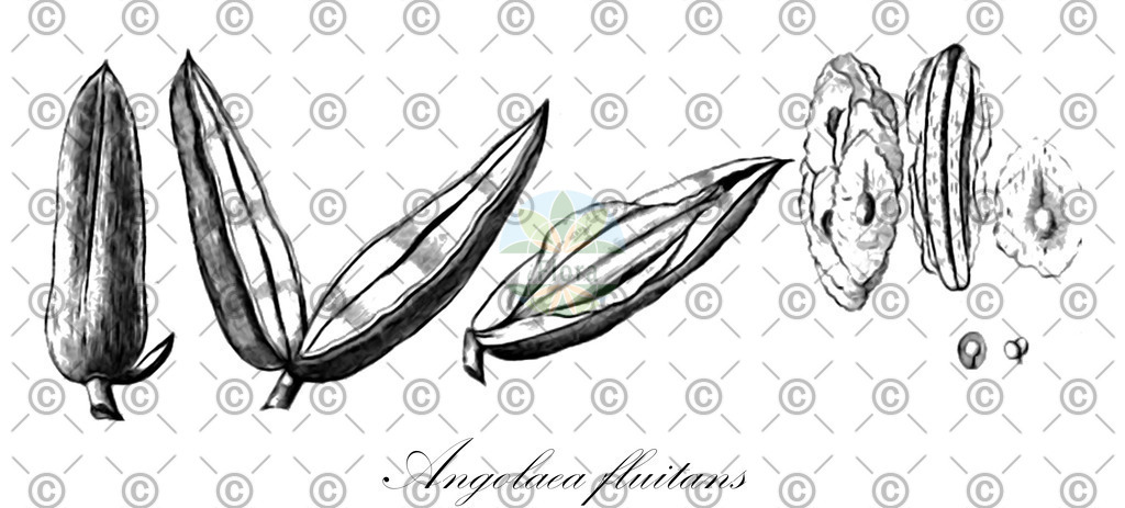 HistAbb_wfo-0000536542_18_ENZY_Simple | Historische Abbildung von Angolaea fluitans - Podostemaceae | Historical Illustration of Angolaea fluitans - Podostemaceae