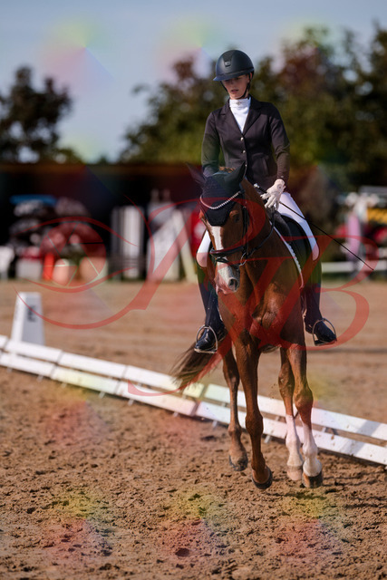 2026_10_03_Siefer-Hof_133220_Z81_88701011 | Professionelle Reitsport-, Turnier- und Eventfotografie von Robert Broda. Galerien mit ausgewählten und bearbeiteten Bildern direkt online ansehen und bestellen.