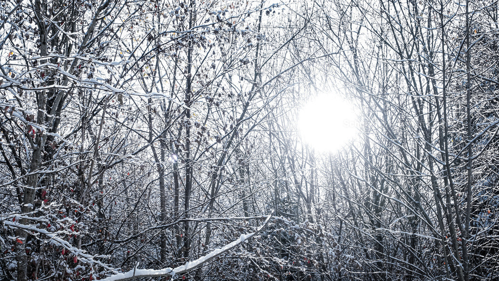 verschneite Äste | verschneite Äste mit der Sonne im Hintergrund - Realisiert mit Pictrs.com