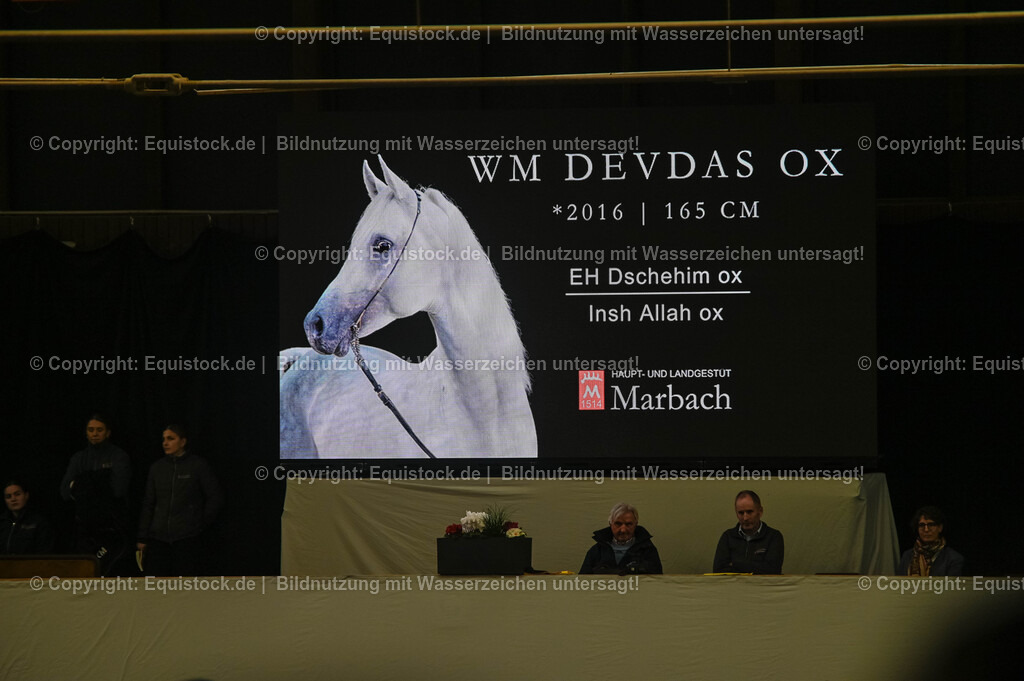 20260307_Hengstvorstellung-Marbach_0287 | equistock