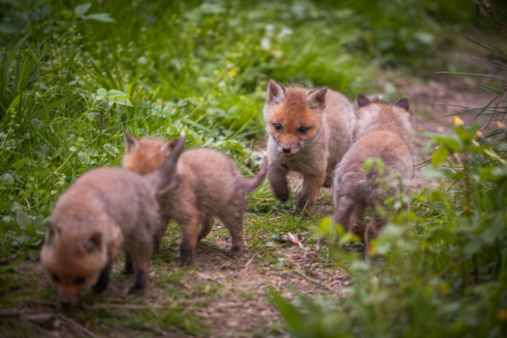 DSC_7574 | Ich bin Fotograf aus Neuburg an der Donau und spezialisiere mich auf Wildlife-Fotografie, Landschaftsaufnahmen und Portraits.Ob Hochzeit, Familienbilder oder Naturaufnahmen – ich fange echte Momente ein, die bleiben. 