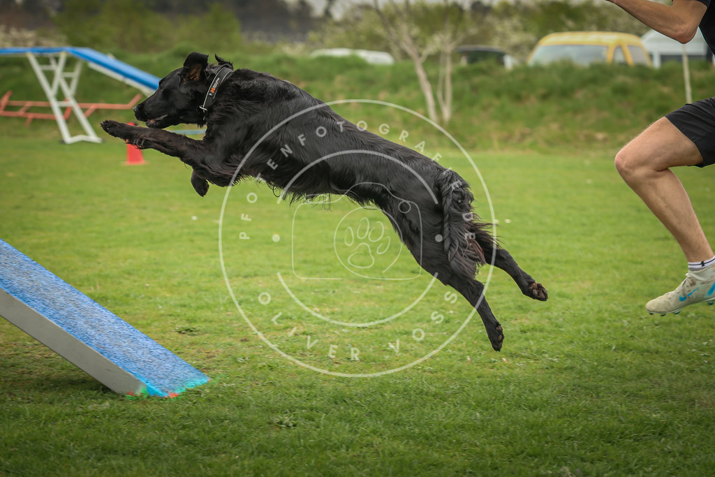 Pfotenfotografie_0L8A0516 | Hundefotografie, Tierfotograf, Pfotenfotografie, Fotoshooting Hund, Hunde Portrait, Hundesport, Hundeportraits, Heideshooting, Hunde, Sportfotograf, Hundefotograf, Turnierhundsport, THS,  - Realisiert mit Pictrs.com