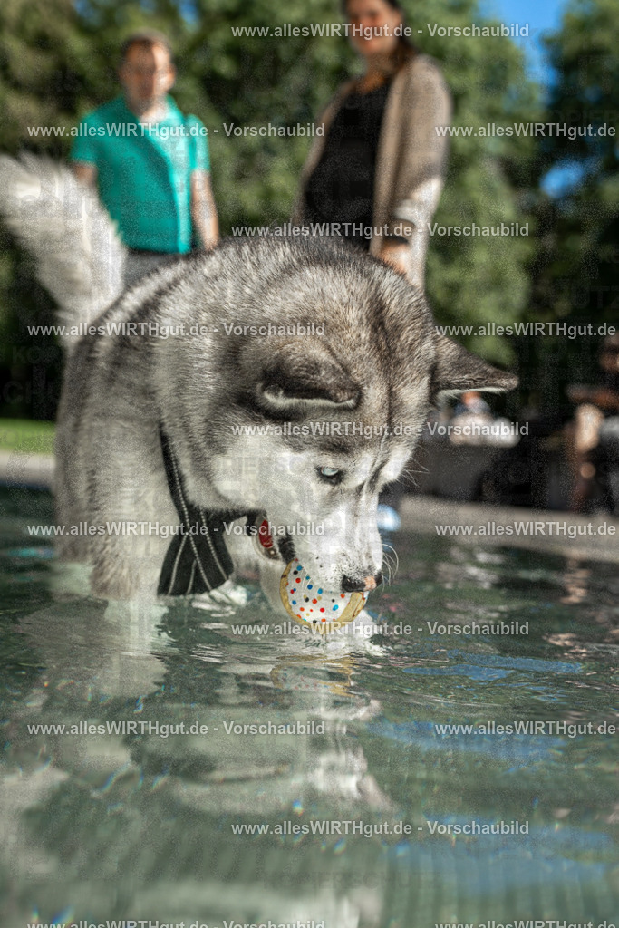 Hundeschwimmen_Volksbad_2026-allesWIRTHgut_Tierfotografie-2609061352-7R500934 | Professionelle Tierfotografie in Mönchengladbach von Daniel Wirth (allesWIRTHgut). Liebevolle & natürliche Bilder von Hunden & Katzen für unvergessliche Erinnerungen.