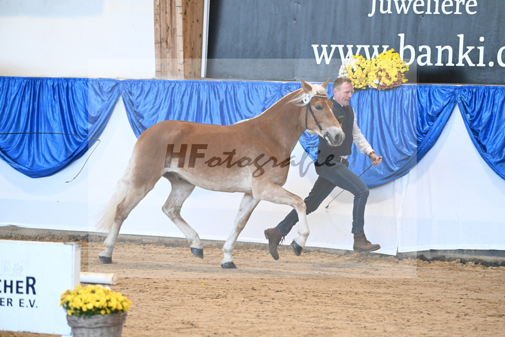 Kat-Nr. 2 nn v. Belantis_Haflingergestuet Meura_48250799 | hf-fotografie - Realisiert mit Pictrs.com