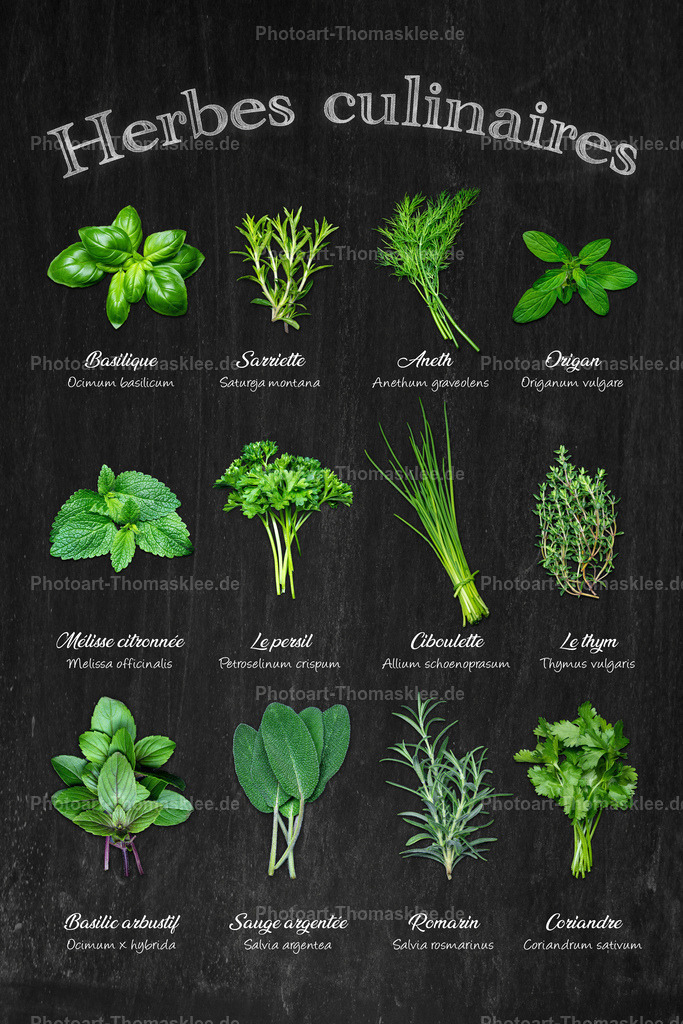 Herbes culinaires - Küchenkräuter Sammlung auf Schiefer | Dieses stilvolle Food-Poster zeigt zwölf beliebte Küchenkräuter auf dunklem Schieferhintergrund. Jedes Kraut präsentiert sich mit seinem deutschen und lateinischen Namen. Von Basilikum bis Koriander bietet die Sammlung einen perfekten Überblick über essenzielle Gewürzkräuter für die moderne Küche. Eine ideale Wanddekoration für Kochbegeisterte. - Realisiert mit Pictrs.com