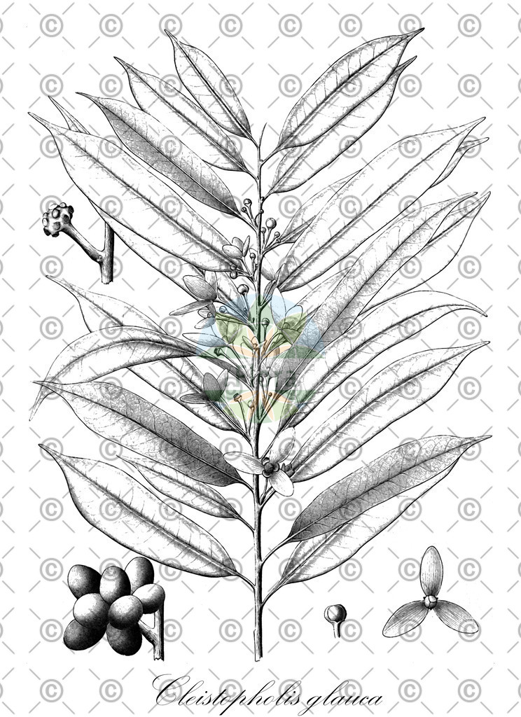HistAbb_wfo-0001343717_1_ENZY_Simple | Historische Abbildung von Cleistopholis glauca - Annonaceae | Historical Illustration of Cleistopholis glauca - Annonaceae