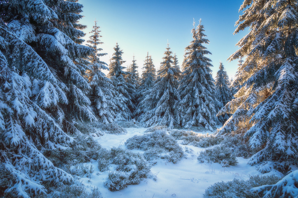 Fichtenwald Harz | Wandbilder - Florian Läufer - Realisiert mit Pictrs.com