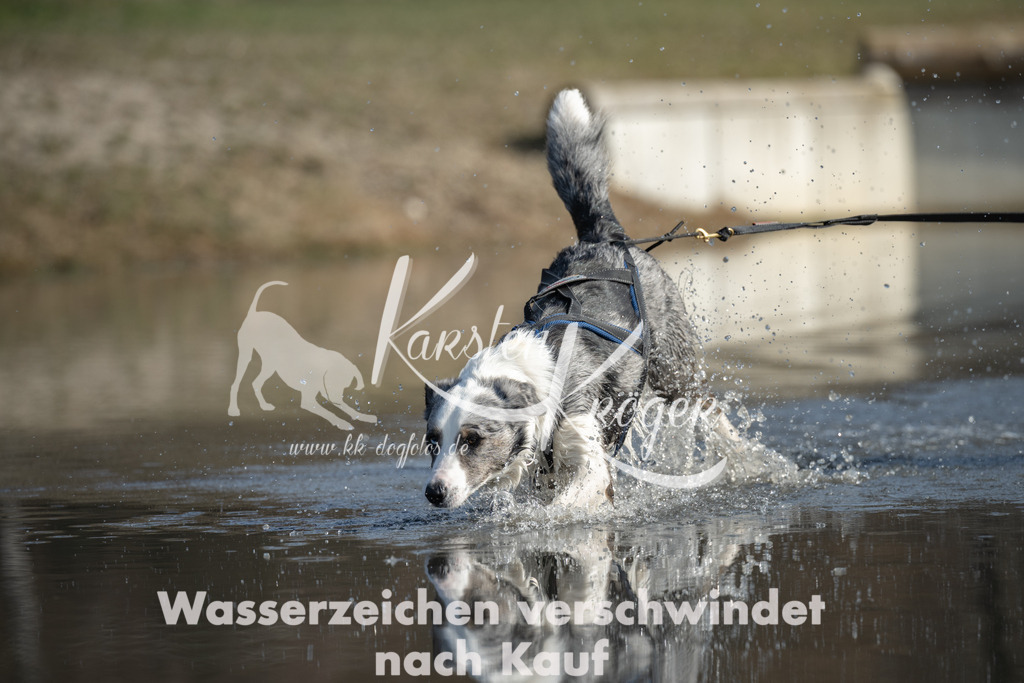 1312_ZZ95197 | kk-dogfotos