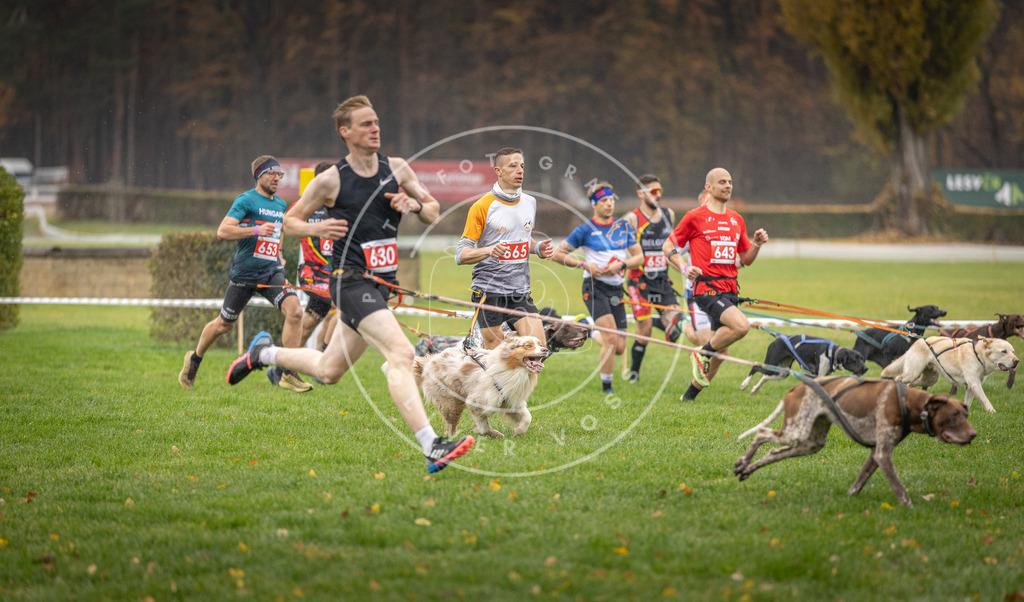 CaniXpix_DV3A9491 | Hundefotografie, Tierfotograf, Pfotenfotografie, Fotoshooting Hund, Hunde Portrait, Hundesport, Hundeportraits, Heideshooting, Hunde, Sportfotograf, Hundefotograf, Turnierhundsport, THS,  - Realisiert mit Pictrs.com