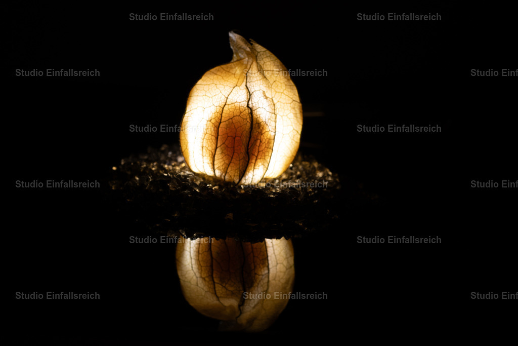 Laterne der Natur – Physalis | Von innen beleuchtet leuchtet die Physalis wie eine zarte Laterne, ihr filigranes Adergeflecht klar sichtbar. Warme Töne und eine ruhige Spiegelung geben dem Motiv stille Eleganz. Ein poetisches Naturbild. Als Fine-Art-Print und Wandbild in verschiedenen Größen erhältlich. - Realisiert mit Pictrs.com