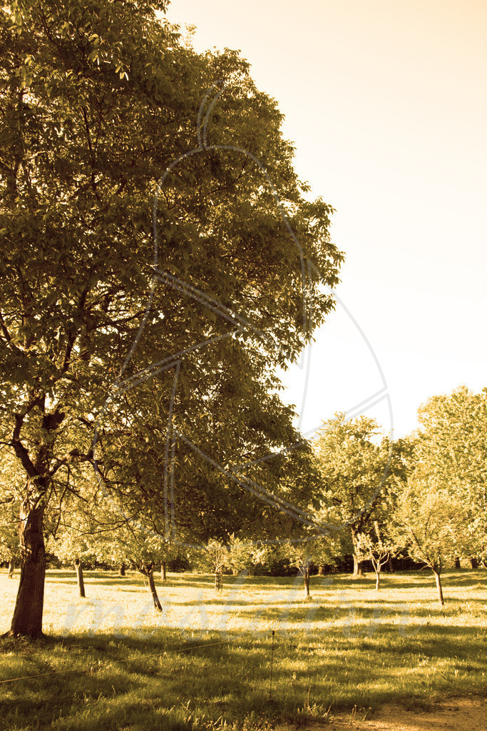 Sommergarten | Bei Veröffentlichung des Bildes ist eine Namensnennung wie folgt erforderlich: 
Foto: Mostdirn Irmgard Wieser - Realisiert mit Pictrs.com