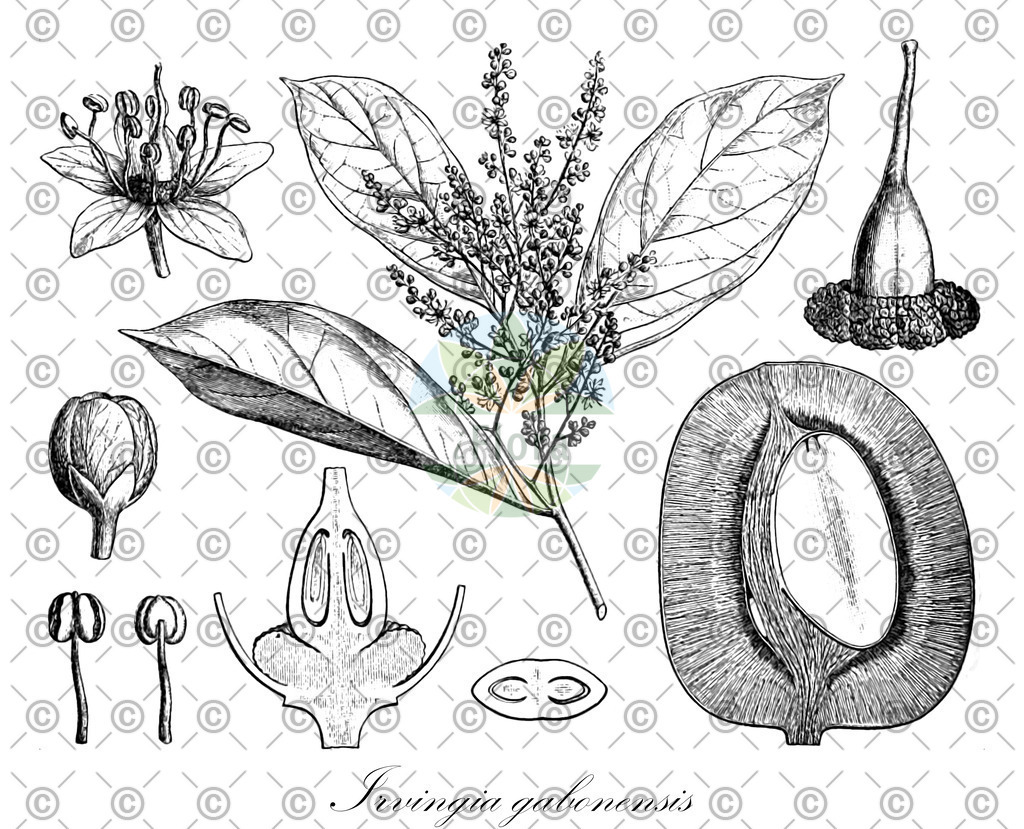 HistAbb_wfo-0000447122_2_ENZY_Simple | Historische Abbildung von Irvingia gabonensis - Irvingiaceae | Historical Illustration of Irvingia gabonensis - Irvingiaceae