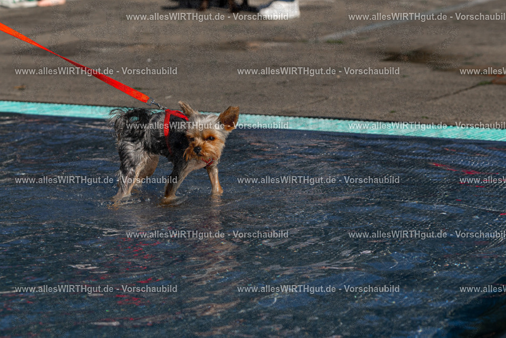 Hundeschwimmen_Volksbad_2026-allesWIRTHgut_Tierfotografie-2609061159-FAY06350 | Professionelle Tierfotografie in Mönchengladbach von Daniel Wirth (allesWIRTHgut). Liebevolle & natürliche Bilder von Hunden & Katzen für unvergessliche Erinnerungen.