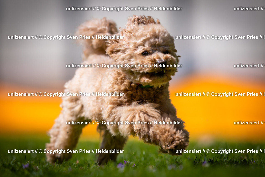 Sven Pries | 2025-08-10 - Hunderennen Durlach - Realisiert mit Pictrs.com