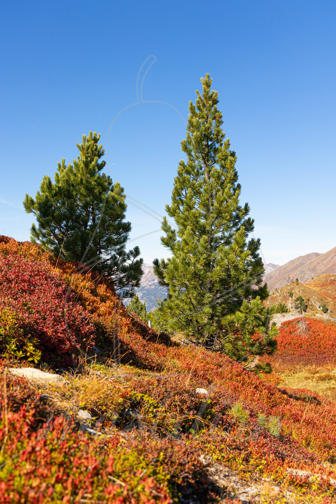 Herbst am Fanningberg | Ihre Fotografin im Lungau, ihre Fotografin im Mostviertel, Wandbilder Onlineshop, Imagefotos für Ihr Unternehmen,  - Realisiert mit Pictrs.com