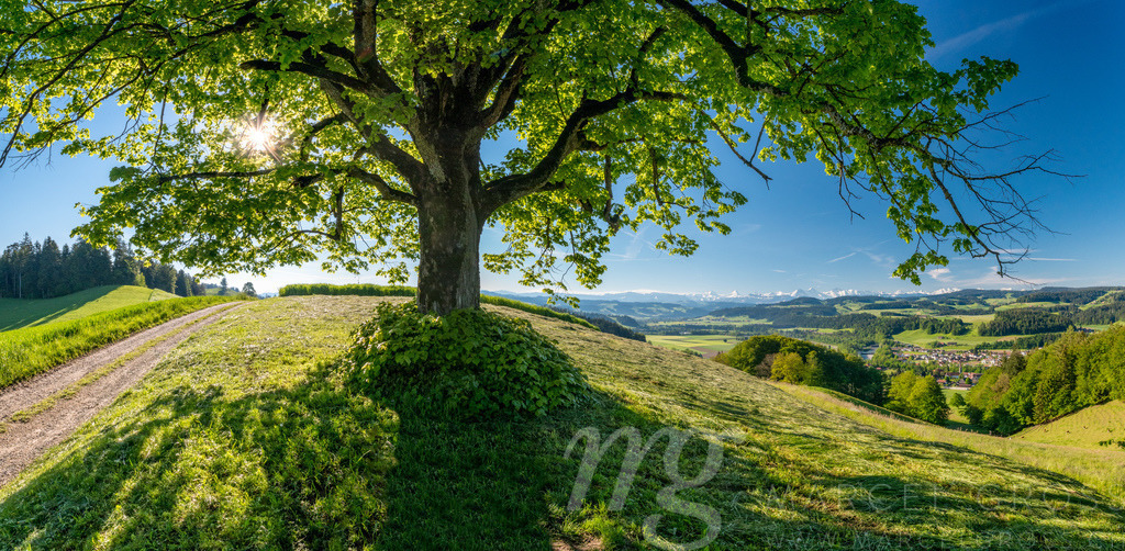 Unter einer Emmentaler Linde | Die ideale Geschenkidee für Naturliebhaber. Naturbilder von Marcel Gross Photography für ihr Zuhause in den verschiedensten Formaten und Materialien. - Realisiert mit Pictrs.com