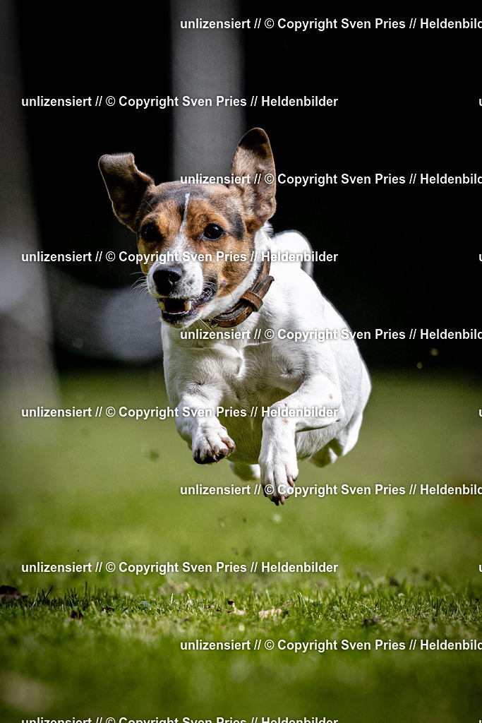 Sven Pries | 2025-10-03 - Hunderennen Obergrombach - Realisiert mit Pictrs.com