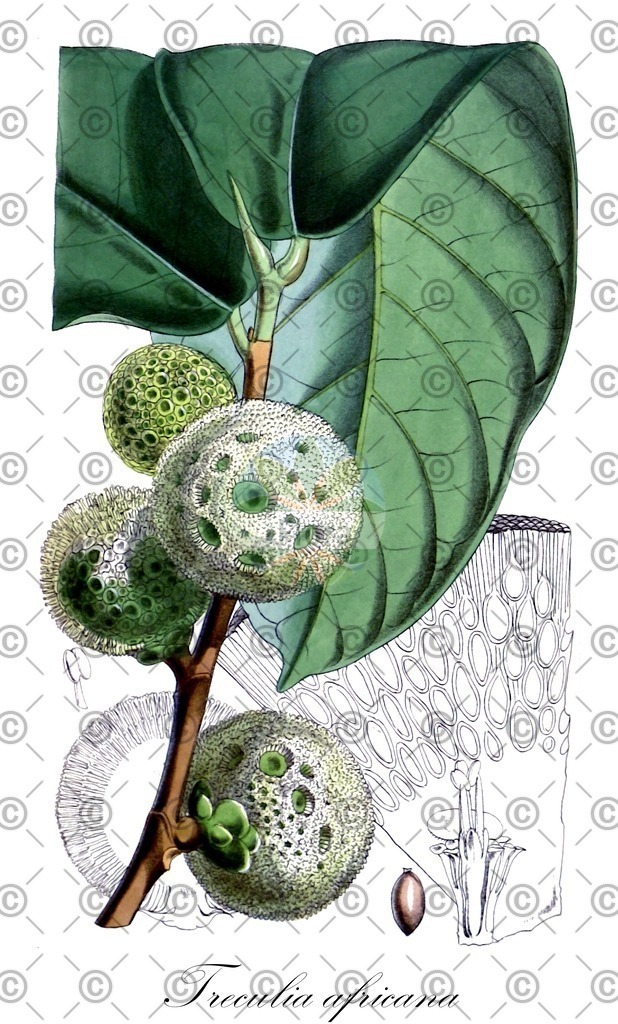 HistAbb_wfo-0000819173_1_ENZY_Simple | Historische Abbildung von Treculia africana - Moraceae | Historical Illustration of Treculia africana - Moraceae