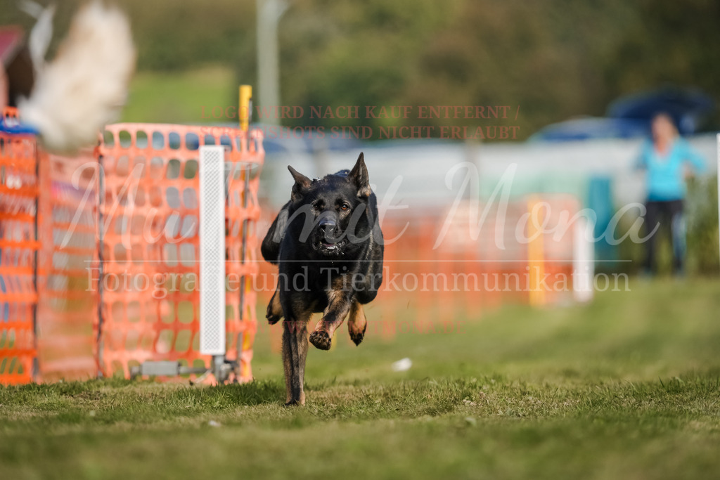 20250928_Hunderennen-458 | MuT (Mensch und Tier) mit Mona - Fotografie und Tierkommunikation - Realisiert mit Pictrs.com