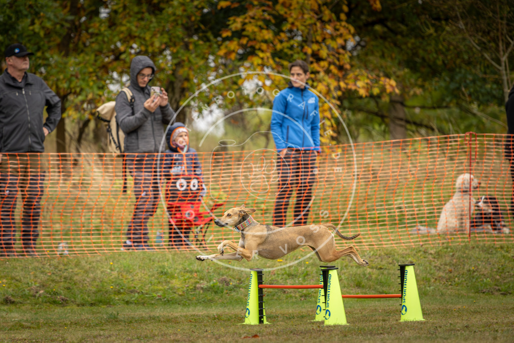 Pfotenfotografie_DV3A4585 | Hundefotografie, Tierfotograf, Pfotenfotografie, Fotoshooting Hund, Hunde Portrait, Hundesport, Hundeportraits, Heideshooting, Hunde, Sportfotograf, Hundefotograf, Turnierhundsport, THS,  - Realisiert mit Pictrs.com