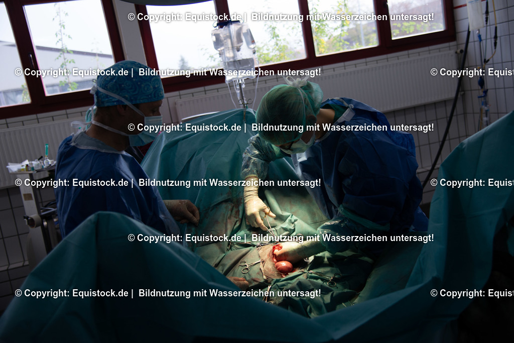 20191022_Kolik_OP_0105 | equistock