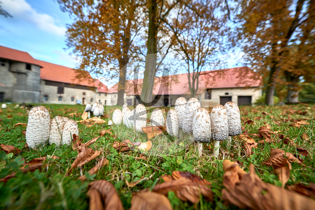 Gutshof Luklum #nhavo | Meurer Shop - Realisiert mit Pictrs.com