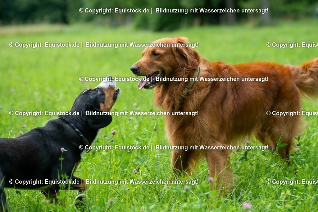 20210712_Spielender-Hund_0006 | Foto: Thomas Hartig