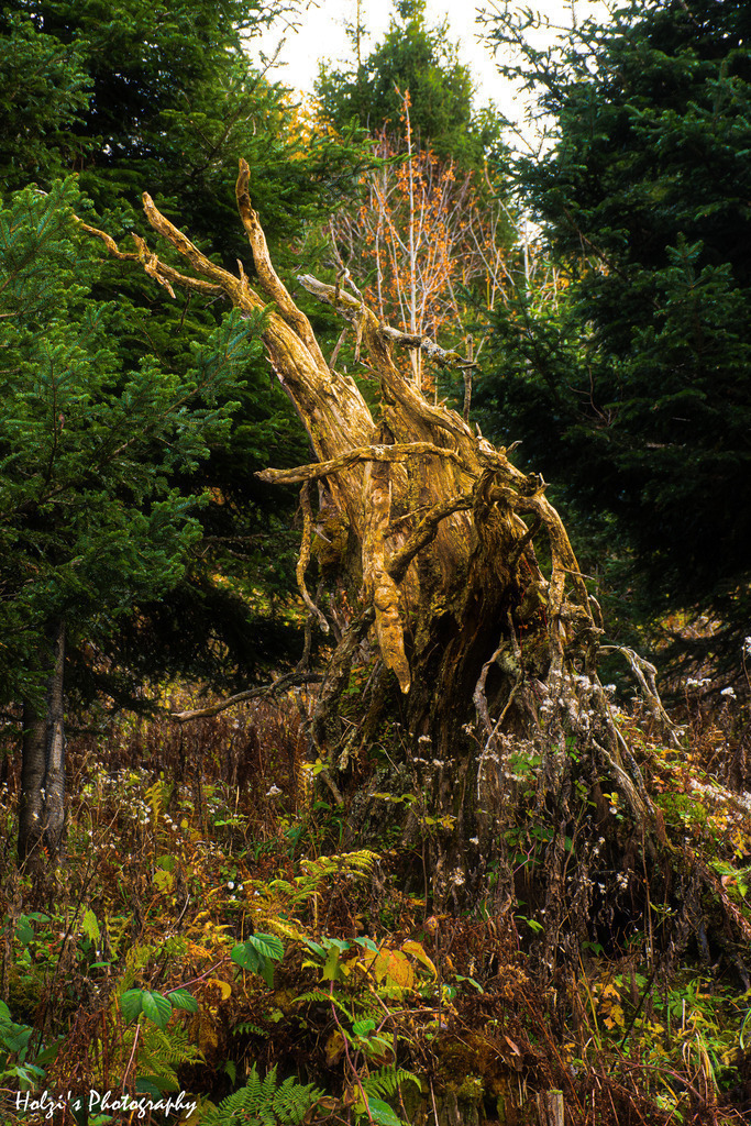 Magical moments in the shade of the trees | Holzisphotography, Landschaftsfotografie, Wildlifefotogorafie - Realisiert mit Pictrs.com