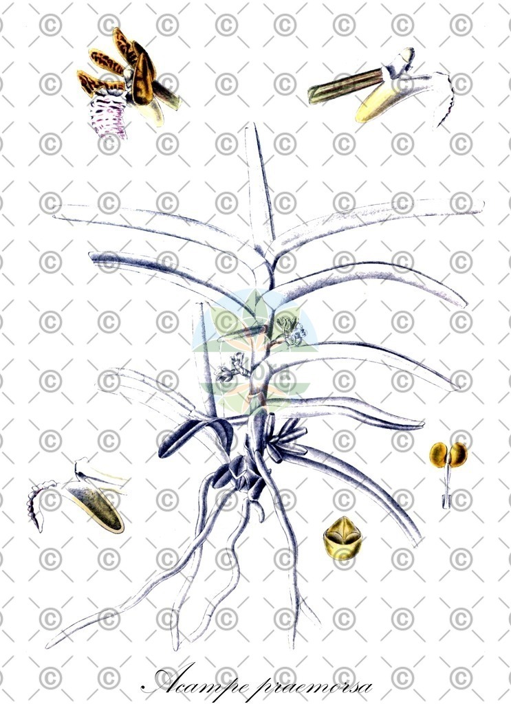 HistAbb_wfo-0000259331_1_ENZY_Simple | Historische Abbildung von Acampe praemorsa - Orchidaceae | Historical Illustration of Acampe praemorsa - Orchidaceae