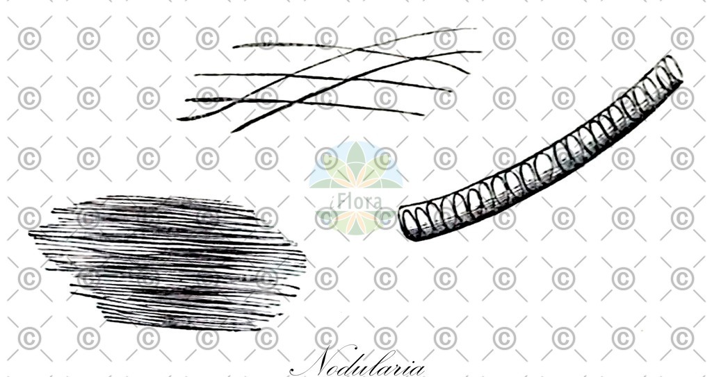 HistAbb_wfo-0001043160_1_ENZY_Simple | Historische Abbildung von Nodularia - Microchaetaceae (0) | Historical Illustration of Nodularia - Microchaetaceae (0)