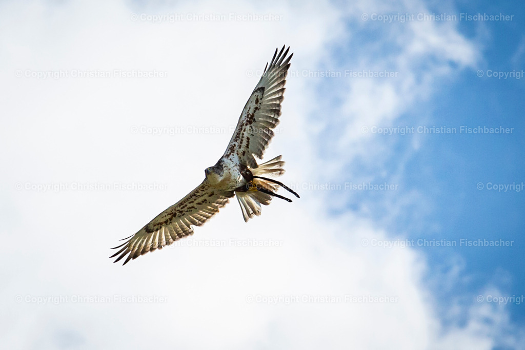 Fotos_Copyright_Chri_Fischbacher_Druck-137 | Bildershop Chri Fischbacher - Realisiert mit Pictrs.com