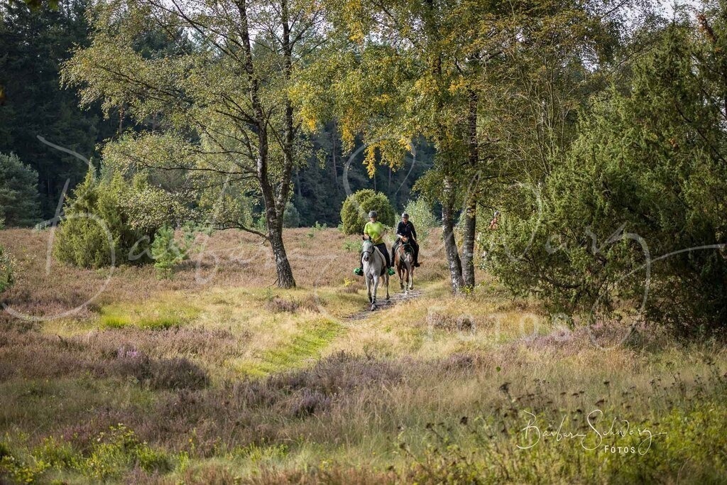 DdLH-WehlenerHeide_2025-09-20_06 | Fotografie, Veranstaltungs-Fotografie, Pferde-Fotografie, Landschafts-Fotografie, Reise-Fotografie - Realisiert mit Pictrs.com