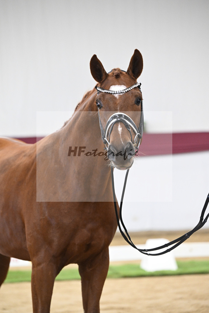 Kat-Nr. 107 Escanto PS x Vitalis_Angelina De Vittorio GmbH u Co. KG_47253409 | hf-fotografie - Realisiert mit Pictrs.com
