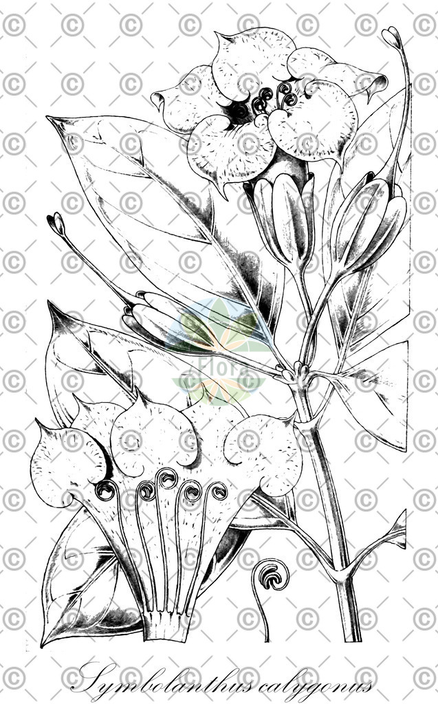 HistAbb_wfo-0000503404_1_ENZY_Simple | Historische Abbildung von Symbolanthus calygonus - Gentianaceae | Historical Illustration of Symbolanthus calygonus - Gentianaceae