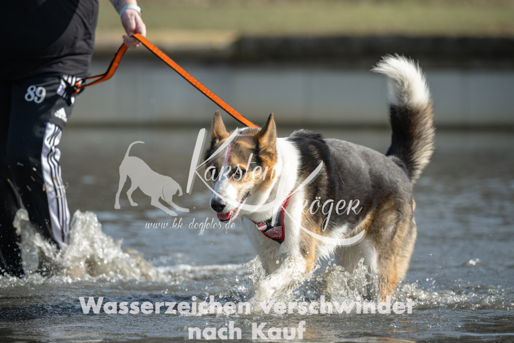 1302_ZZ94036 | kk-dogfotos