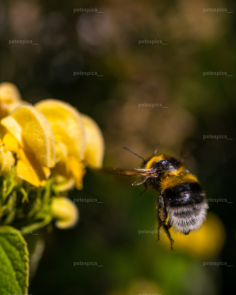 _76A3237-1 | petespics