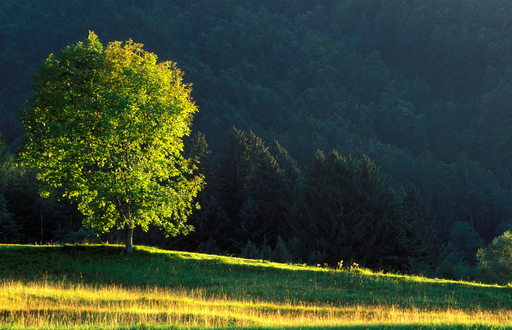 Baum auf Wiese | Nenzing, Austria - February 19, 2008: Baum auf Wiese im Streiflicht. - Realisiert mit Pictrs.com