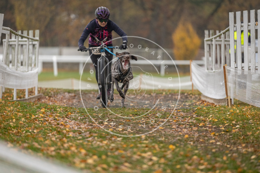 CaniXpix_DV3A7402 | Hundefotografie, Tierfotograf, Pfotenfotografie, Fotoshooting Hund, Hunde Portrait, Hundesport, Hundeportraits, Heideshooting, Hunde, Sportfotograf, Hundefotograf, Turnierhundsport, THS,  - Realisiert mit Pictrs.com