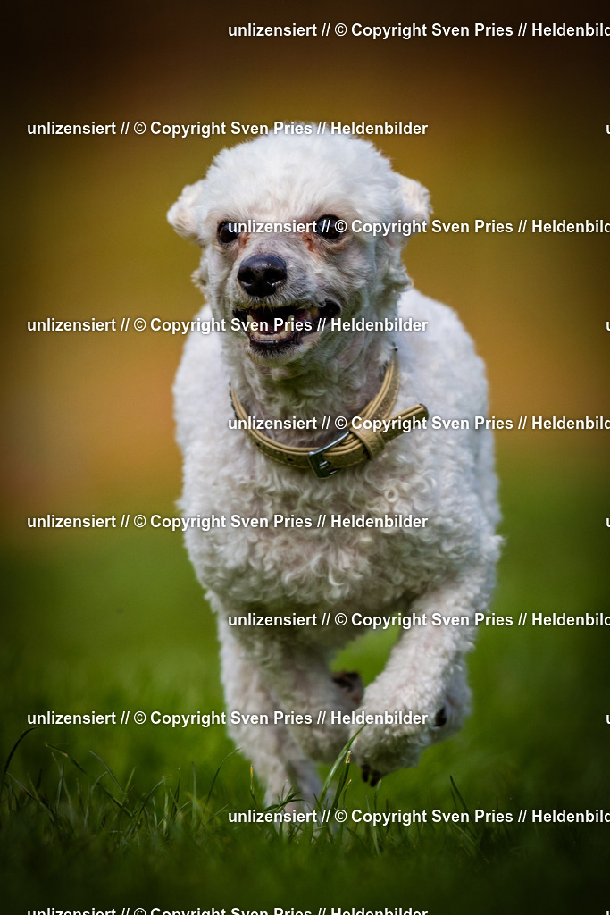 Sven Pries | 2025-04-13 - Hunderennen Baden-Baden - Realisiert mit Pictrs.com