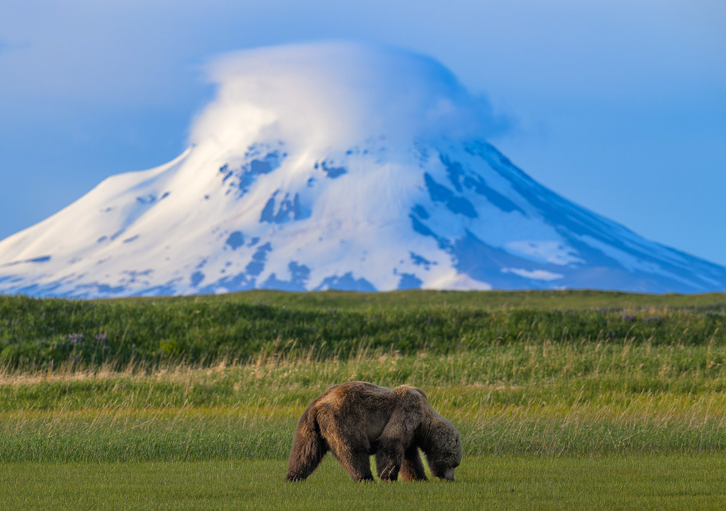 Alaska | Braunbären im Katmai National Park. - Realisiert mit Pictrs.com