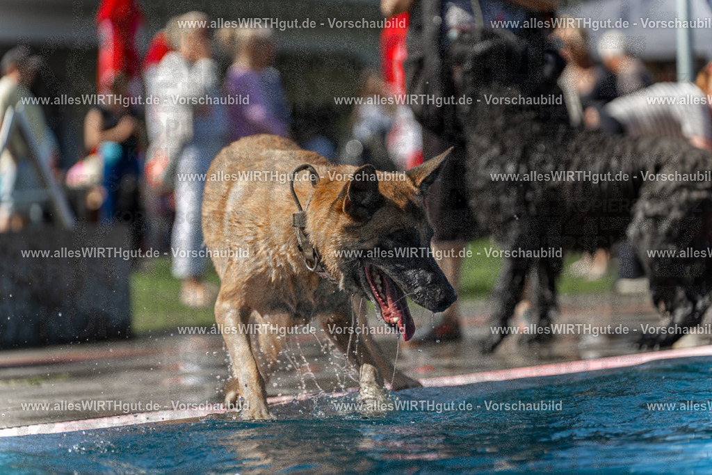Hundeschwimmen_Volksbad_2026-allesWIRTHgut_Tierfotografie-2609061200-111001-7R500054 | Professionelle Tierfotografie in Mönchengladbach von Daniel Wirth (allesWIRTHgut). Liebevolle & natürliche Bilder von Hunden & Katzen für unvergessliche Erinnerungen.