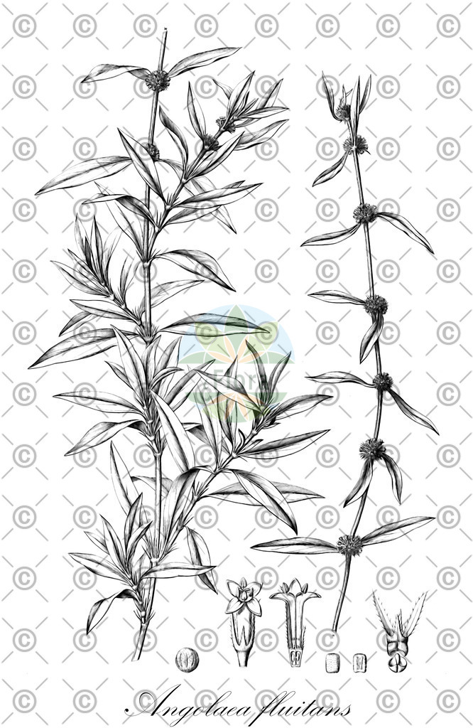 HistAbb_wfo-0000536542_537_ENZY_Simple | Historische Abbildung von Angolaea fluitans - Podostemaceae | Historical Illustration of Angolaea fluitans - Podostemaceae