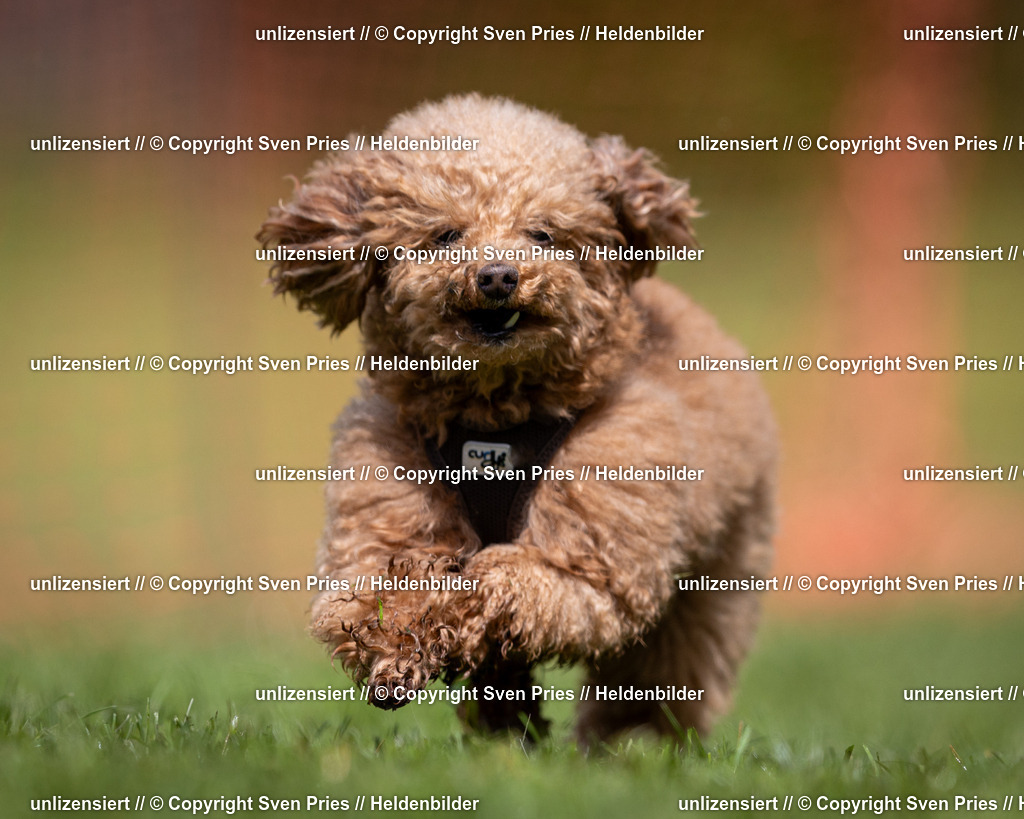 Sven Pries | 2024-04-21 - Hunderennen Baden-Oos
Foto: Sven Pries - Realisiert mit Pictrs.com