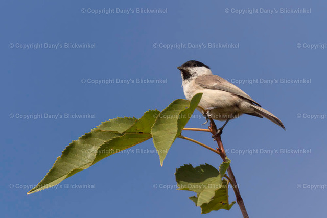2018115 | Tierfotografie, Tierkalender, Tierbilder, Insekten, Spinnen, Vögel, Schmetterling, Libellen, Leinwand, Colorkey, Qualität, Geschenkartikel, Geschenk - Realisiert mit Pictrs.com