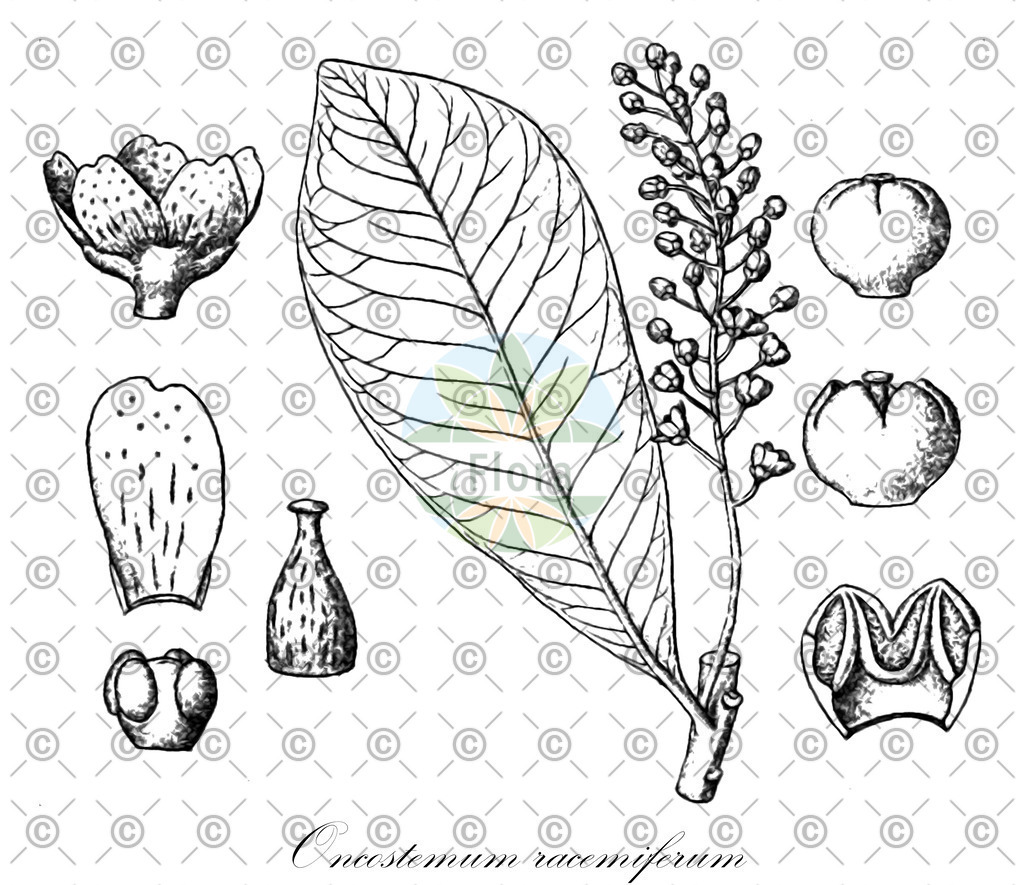 HistAbb_wfo-0000096394_1_ENZY_Simple | Historische Abbildung von Oncostemum racemiferum - Primulaceae | Historical Illustration of Oncostemum racemiferum - Primulaceae