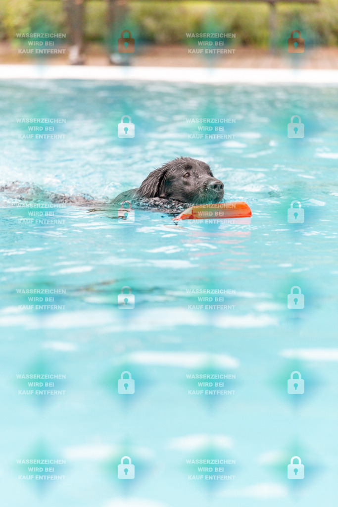 _HP_7246_1000o | HetPix, HetPix Fotodesign, Fotografie, Fotodesign, Webshop, Sportfotografie, Portraitfotografie, Onlineshop, Sportfotografie, Polch, Motorsportfotografie, Eventfotografie