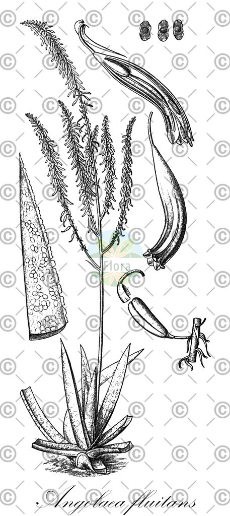 HistAbb_wfo-0000536542_182_ENZY_Simple | Historische Abbildung von Angolaea fluitans - Podostemaceae | Historical Illustration of Angolaea fluitans - Podostemaceae