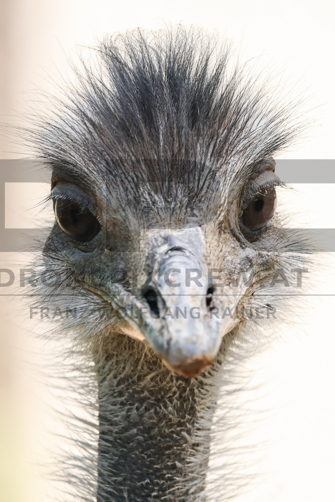 Rhea at Tierpark Herberstein // Nandu im Tierpark Herberstein | A rhea at Tierpark Herberstein in Styria, Austria. The scene shows the large flightless bird in its zoo enclosure and highlights its distinctive appearance, alert posture and natural behavior in the animal park environment. // Ein Nandu im Tierpark Herberstein in der Steiermark, Österreich. Die Szene zeigt den großen flugunfähigen Vogel in seinem Gehege und hebt sein markantes Erscheinungsbild, seine aufmerksame Haltung und sein natürliches Verhalten im Tierpark hervor. - Realisiert mit Pictrs.com