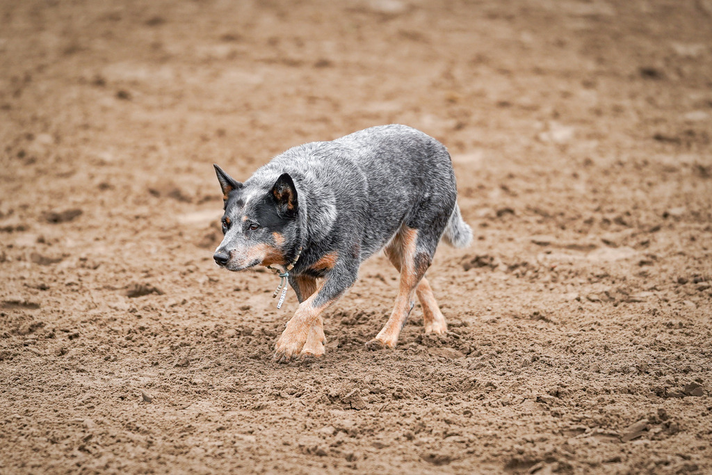 DSC02147 | Pferdegrafie