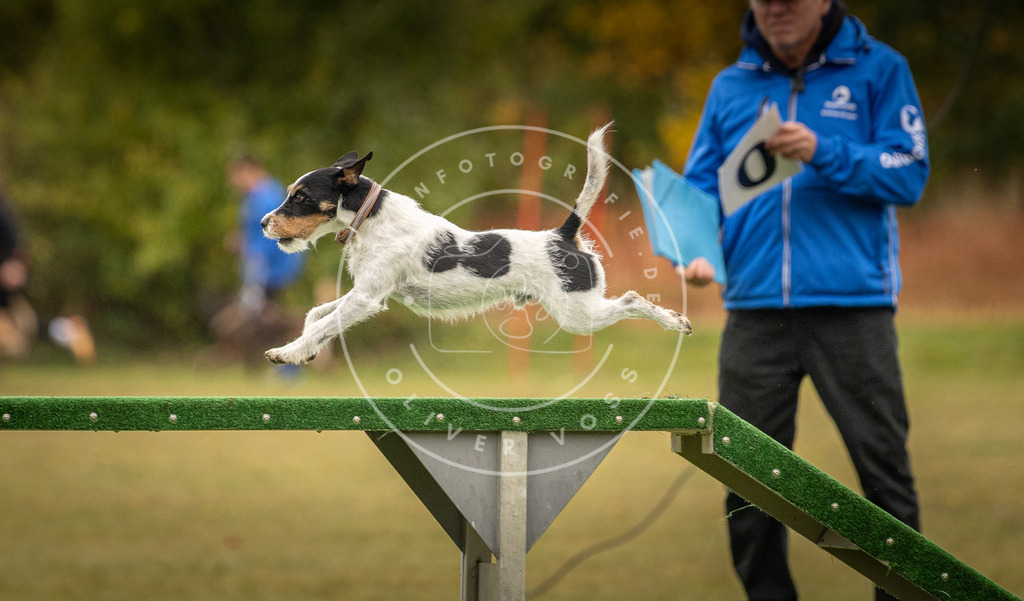 Pfotenfotografie_DV3A6664 | Hundefotografie, Tierfotograf, Pfotenfotografie, Fotoshooting Hund, Hunde Portrait, Hundesport, Hundeportraits, Heideshooting, Hunde, Sportfotograf, Hundefotograf, Turnierhundsport, THS,  - Realisiert mit Pictrs.com
